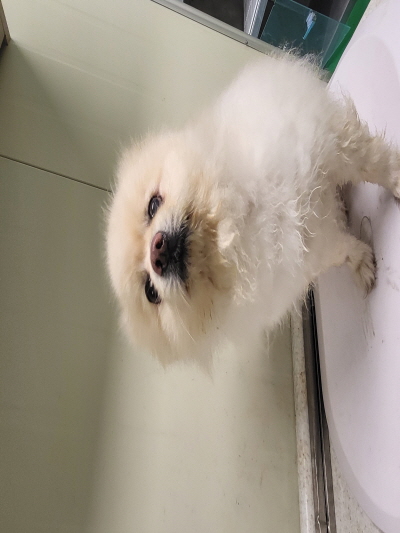 누리동물병원_426331202300208